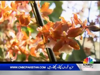 USA ORCHID SHOW PKG REPORT YASIR AHMED EDIT BY AMIN AFRIDI 01-03-13