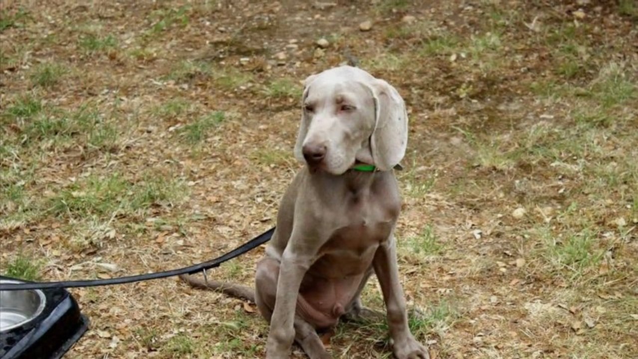 Repas champêtre de l'AALE de Laudun - 29/06/13
