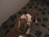 bb bulldog anglais 26 jours depuis leur naissance