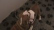 bb bulldog anglais 26 jours depuis leur naissance