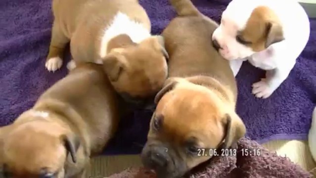 21. Chiot Staffordshire bull terrier vidéo 21 de la 11ème portée de STAFFORDLAND