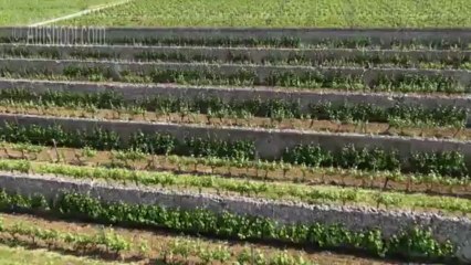 Vidéo aérienne du Clos d'entre les murs dans le Saumur Champigny