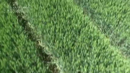 vidéo aérienne d'un agriculteur dans ses cultures