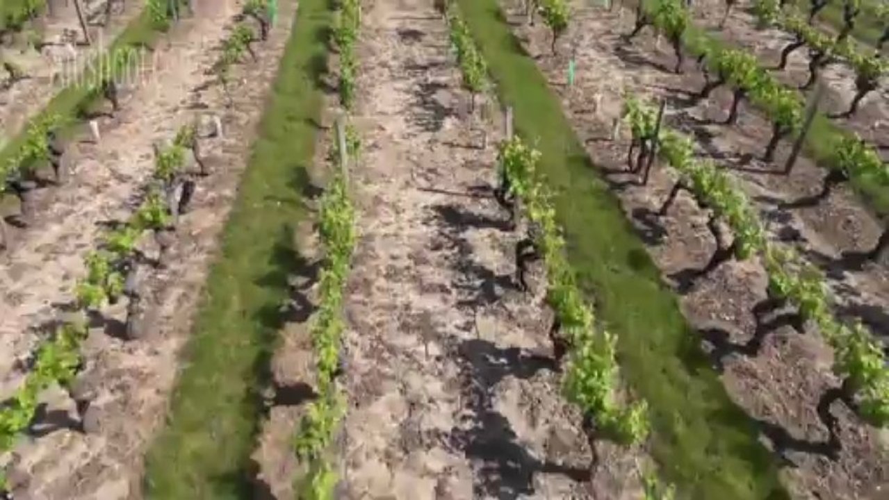 Vidéo aérienne des vignes du vignoble de Saint Saturnin sur Loire