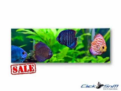 Get Radio Fence Discount Coupons to save more on Pet Supplier Products