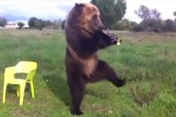 Un ours peut jouer de la trompette et faire du hula hoop !