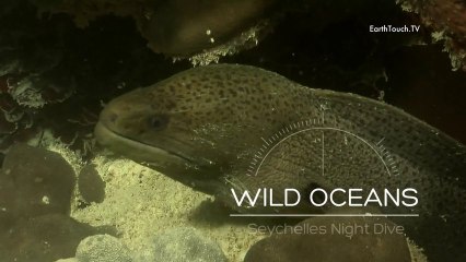 Seychelles Night Dive