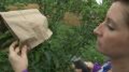 Easy, Organic Apples are in the Bag