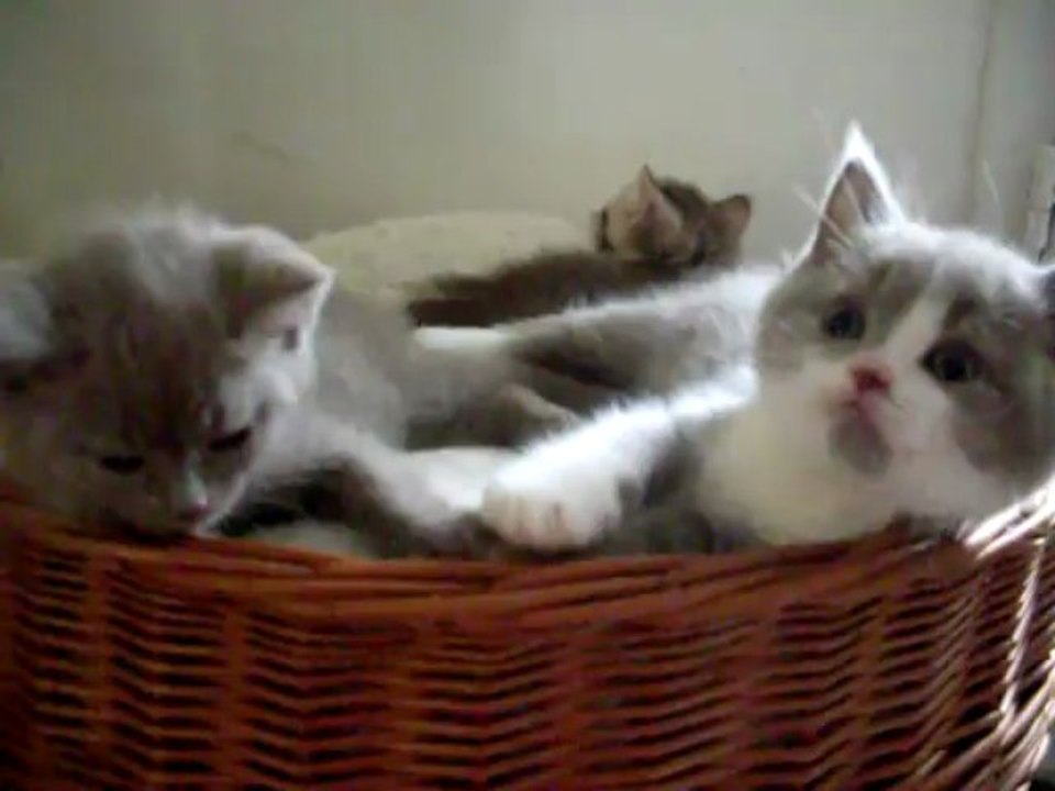 FAWN et lilac et blanc 29 06 13OK