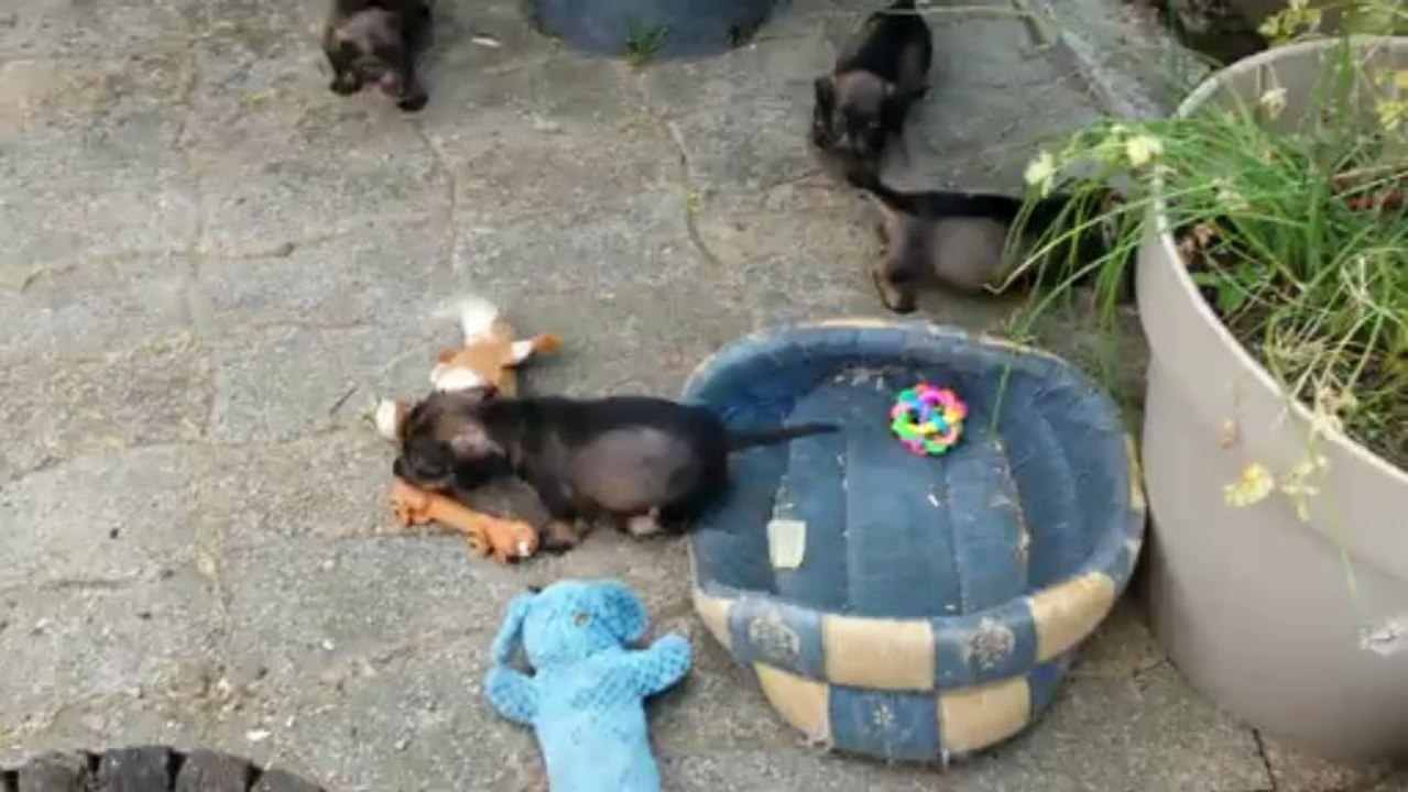 1 ère sortie des bébés Teckels 001