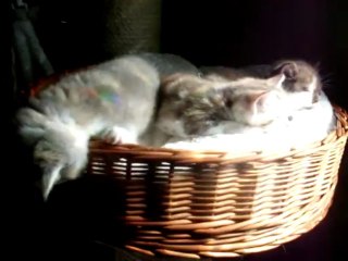 LILAC CHOC BLO CHOC BL 23 06 13OK