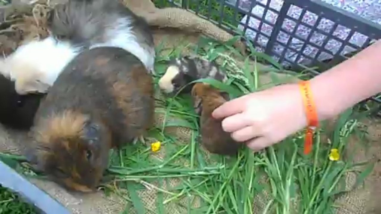 Les trois petits cochons