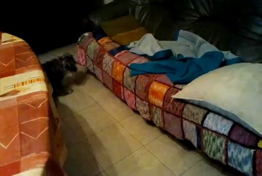 Ma furette avec ma chienne