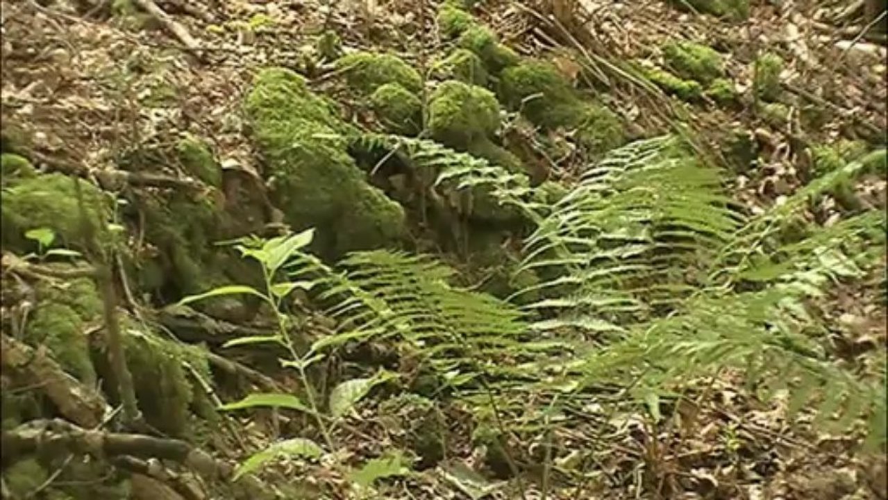 Römische villa in bierbach