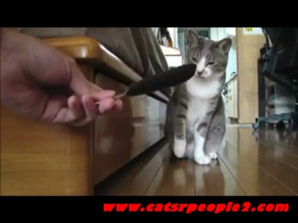Curious cat follows feather