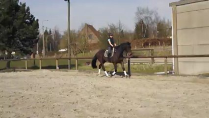 estrade B trot carriere (2)