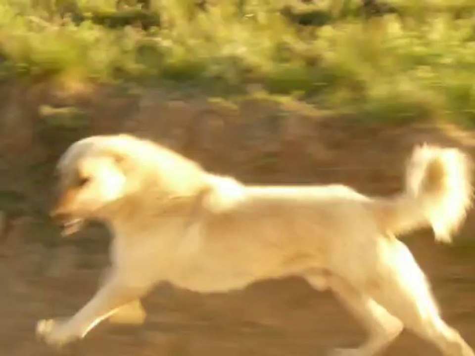 Ce chien si beau, le Kangal  d' Anatolie avec sa famille semi-nOmade, Juin 2013
