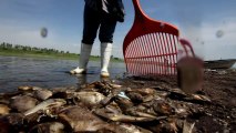 Pelo menos 500 toneladas de peixes morreram por asfixia no Méxic