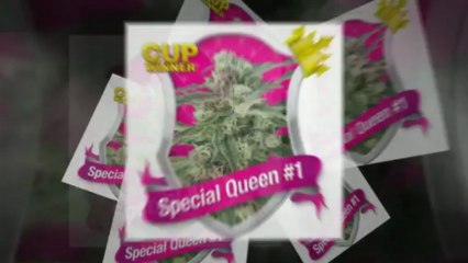 Royal Queen Seeds - Autoflowering