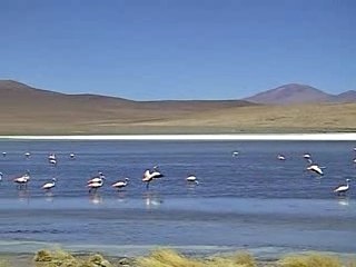 Flamands roses sur une lagune