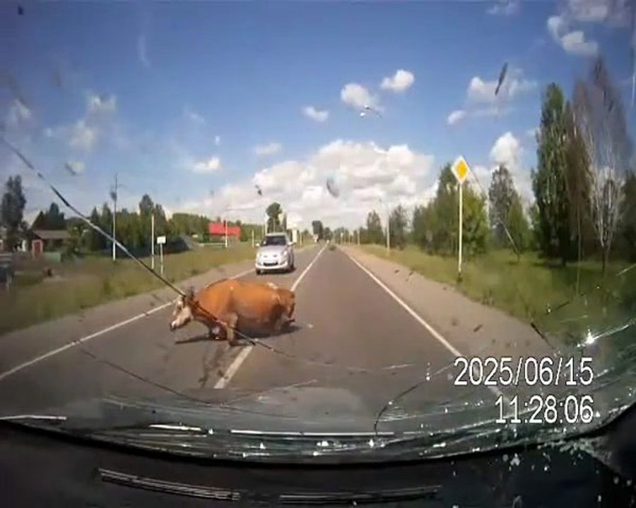 Choc : une voiture percute une vache sur la route !