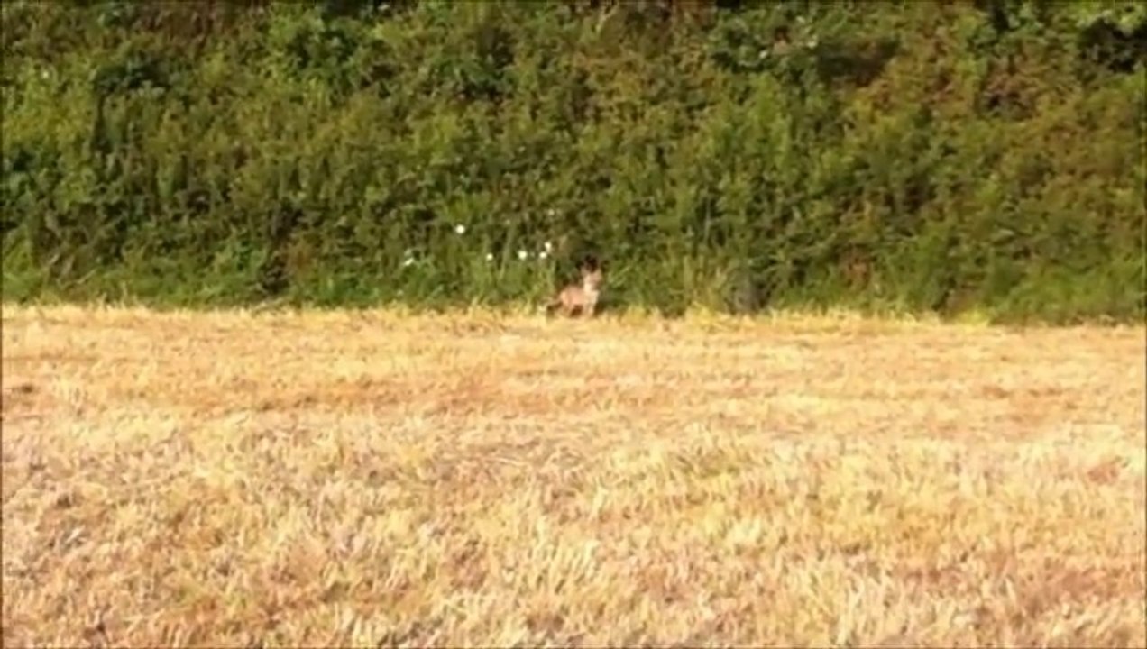 Petite surprise de fenaison.