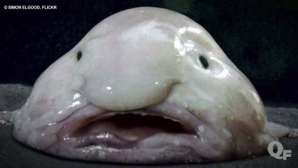 The Ugliest Endangered Animals on Earth