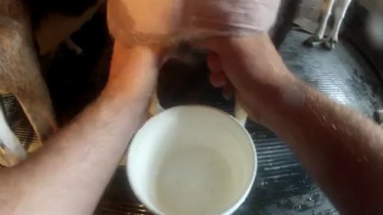 La traite d'une chèvre à la main