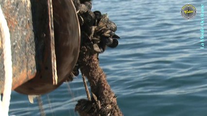 A LA PECHE AUX MOULES