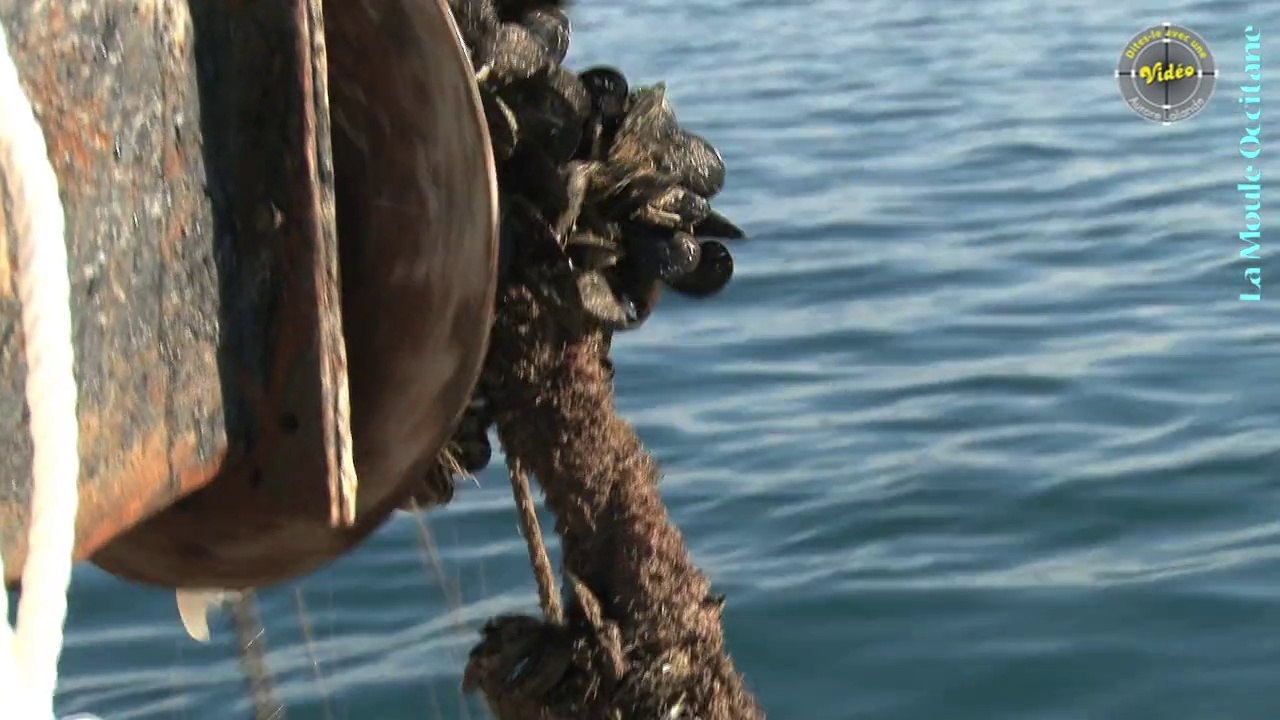 A LA PECHE AUX MOULES