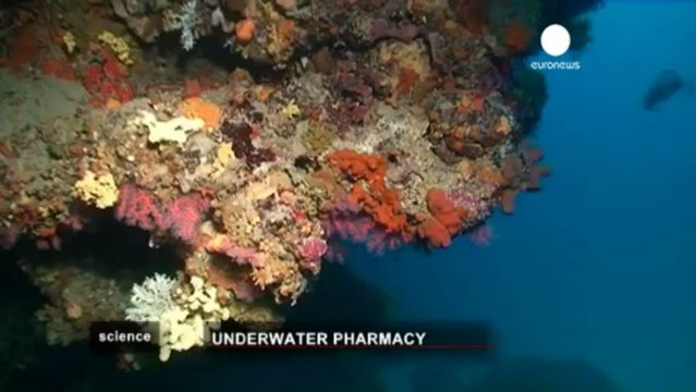 Bammbo: investigación sobre moléculas activas de...