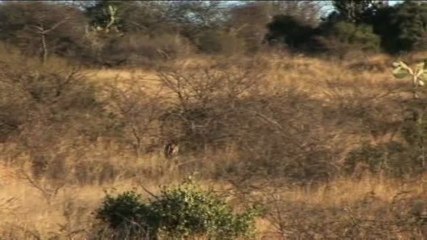 Grand Slam Africa - Gemsbok