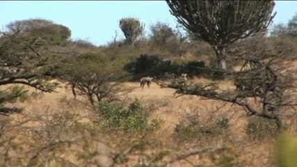 Grand Slam Africa - Blesbuck