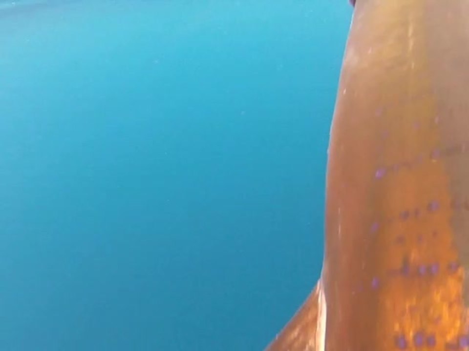 Marlin/Sailfish Trolling Rigs