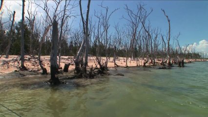 SFTV: Everglades Magic Part 2