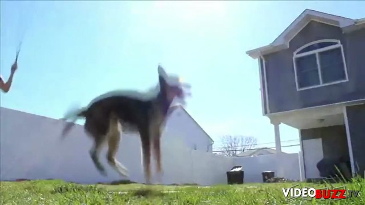 Ce chien fait de la corde à sauter mieux que vous et moi !