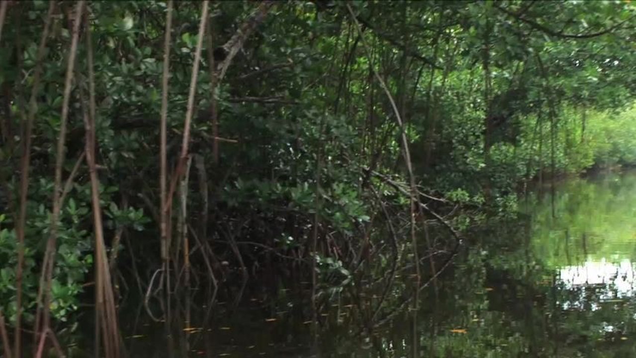 SFTV: Everglades Magic Part 4
