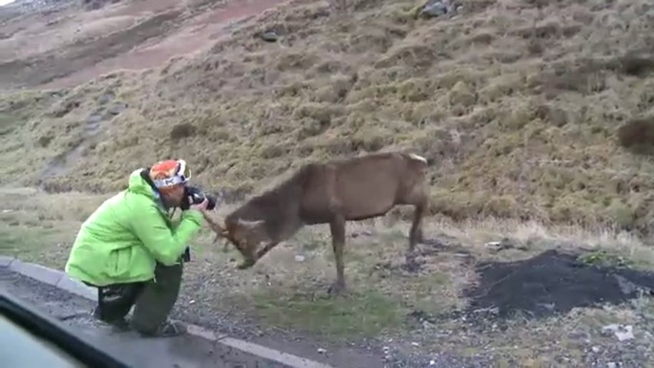 Ne pas déranger un cerf qui mange