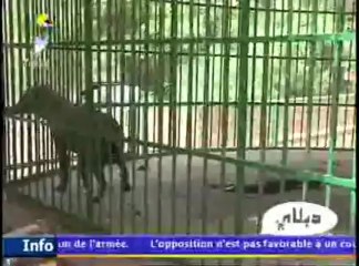 DABALAYE ARABE DU 02 JUILLET 2013 SUR TOL