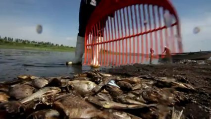 500 toneladas de peces muertos