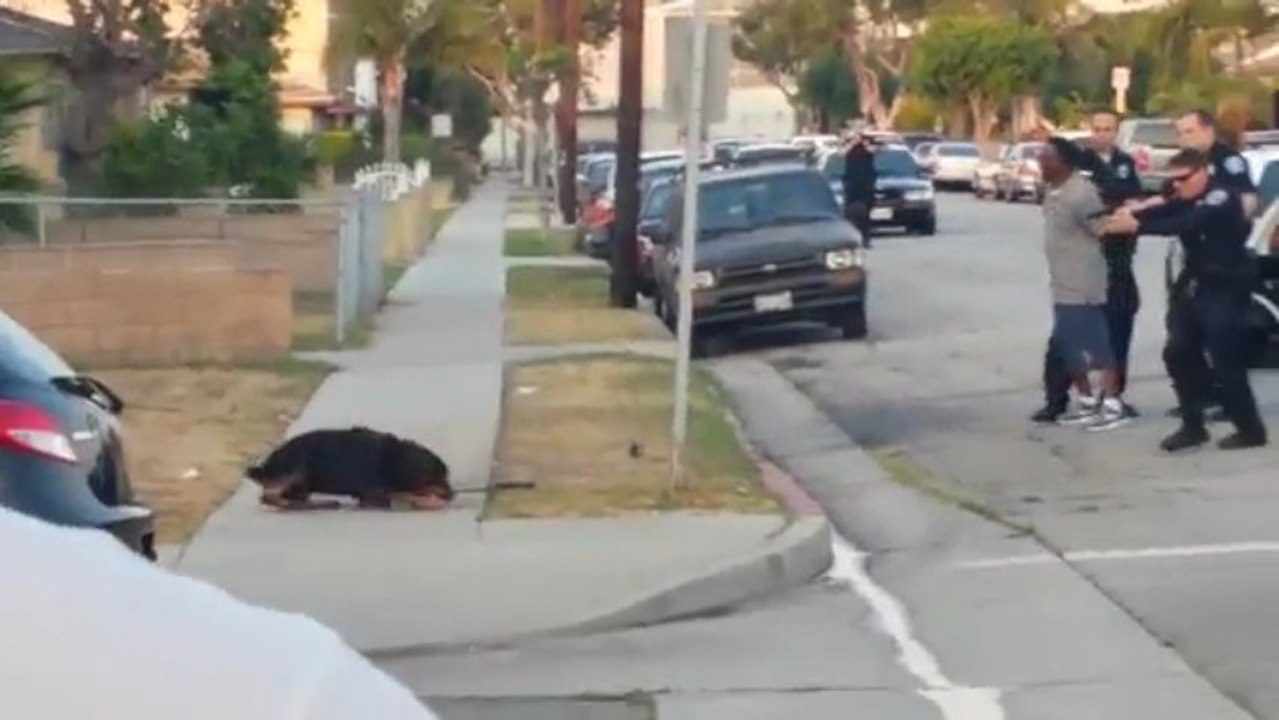 A policeman shot a dog with a gun.