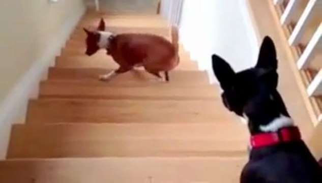 Ce chien ne sait pas monter un escalier... trop drôle!