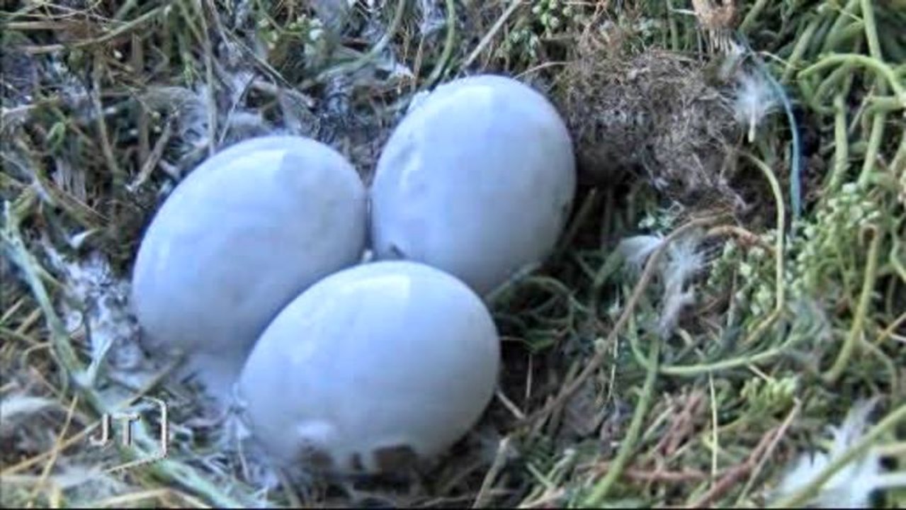 Sables-d’Olonne : Stérilisation des nids de goélands
