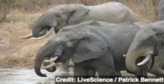 Could Cold War-Era Nuke Tests Save Elephants?