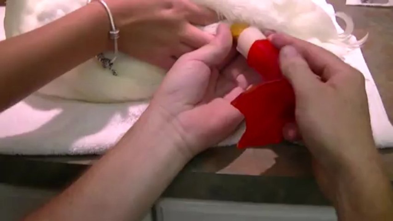 Canard avec une prothèse d'impression 3D