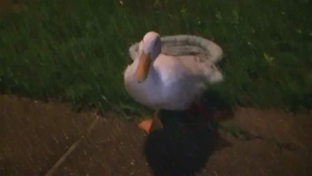 Canard marche pour la première fois grâce à sa prothèse