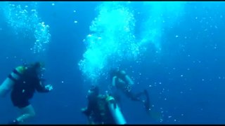 Divers free whale shark entangled in rope
