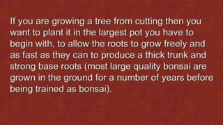 How to Bonsai a Fig