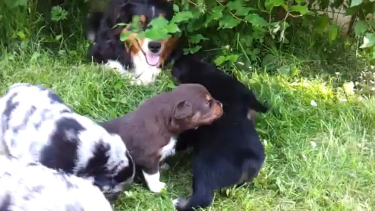 Les chiots de Cap et Fibule ont 2semaines