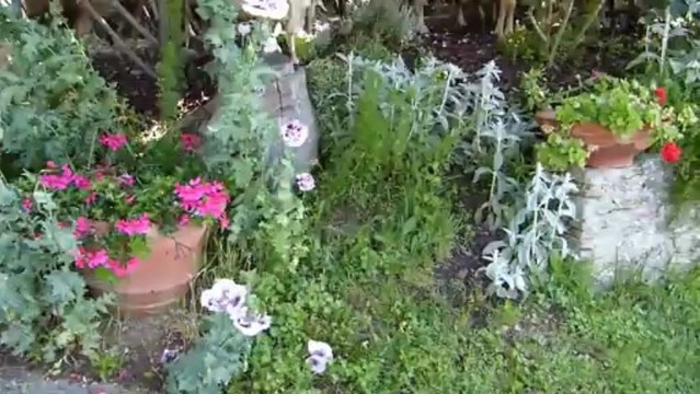 Sheep lose their way and decide to snack on garden plants